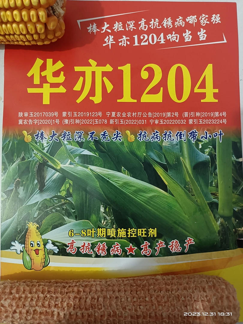华亦1204，巨型超大棒 抗锈 抗青枯 超高产