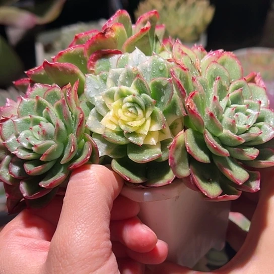 东云锦,多肉植物