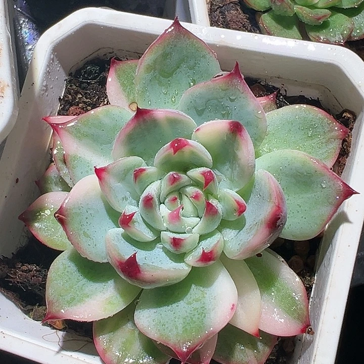 吉娃娃锦,变异娃娃