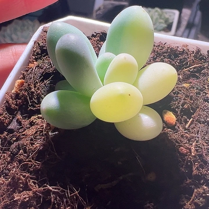 奶酪锦，多肉植物