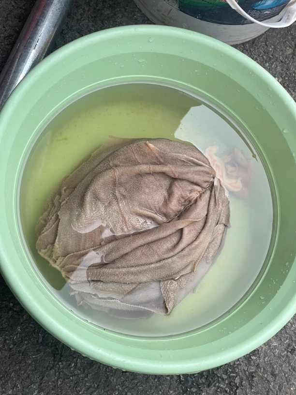 贵州黄牛新鲜牛百叶（毛肚）