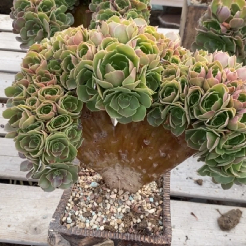 【闪购商品】多肉12板微瑕