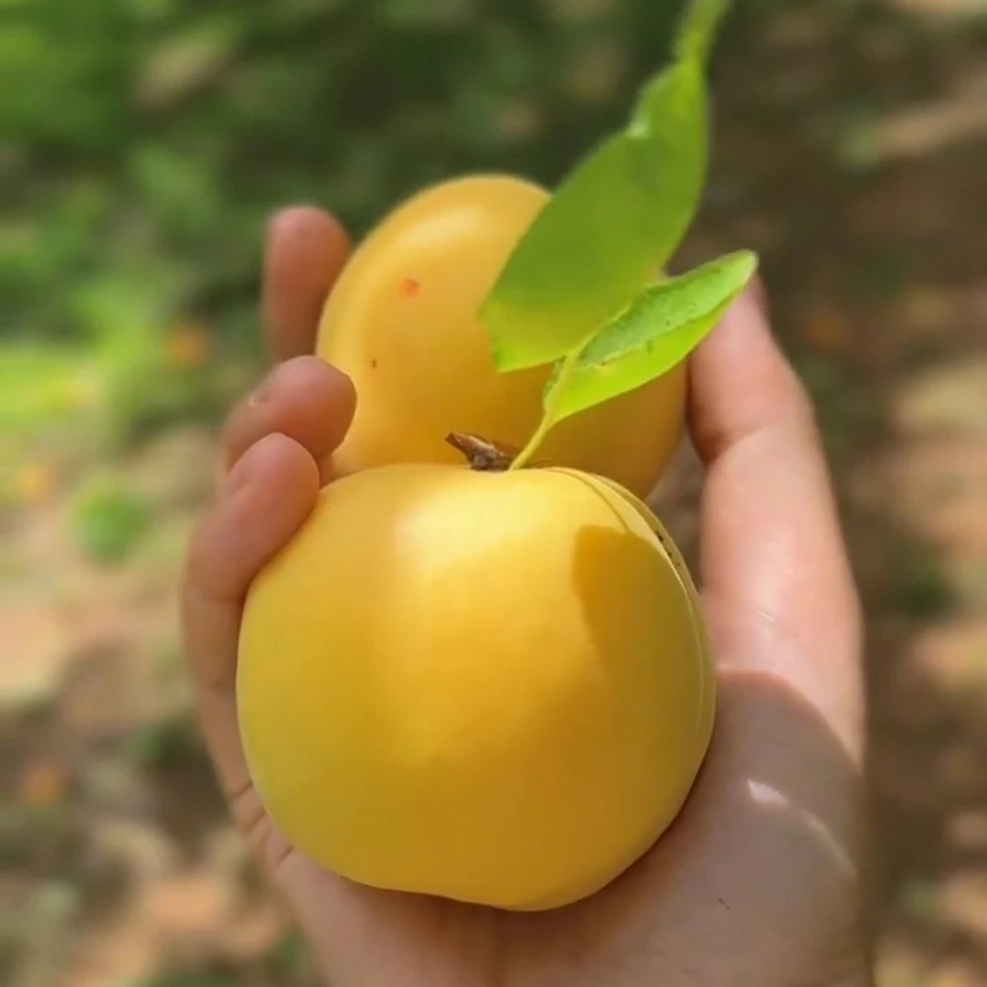 【顺丰专链】陕西周至秦岭太白银杏香甜可口 果皮有花斑介意勿拍