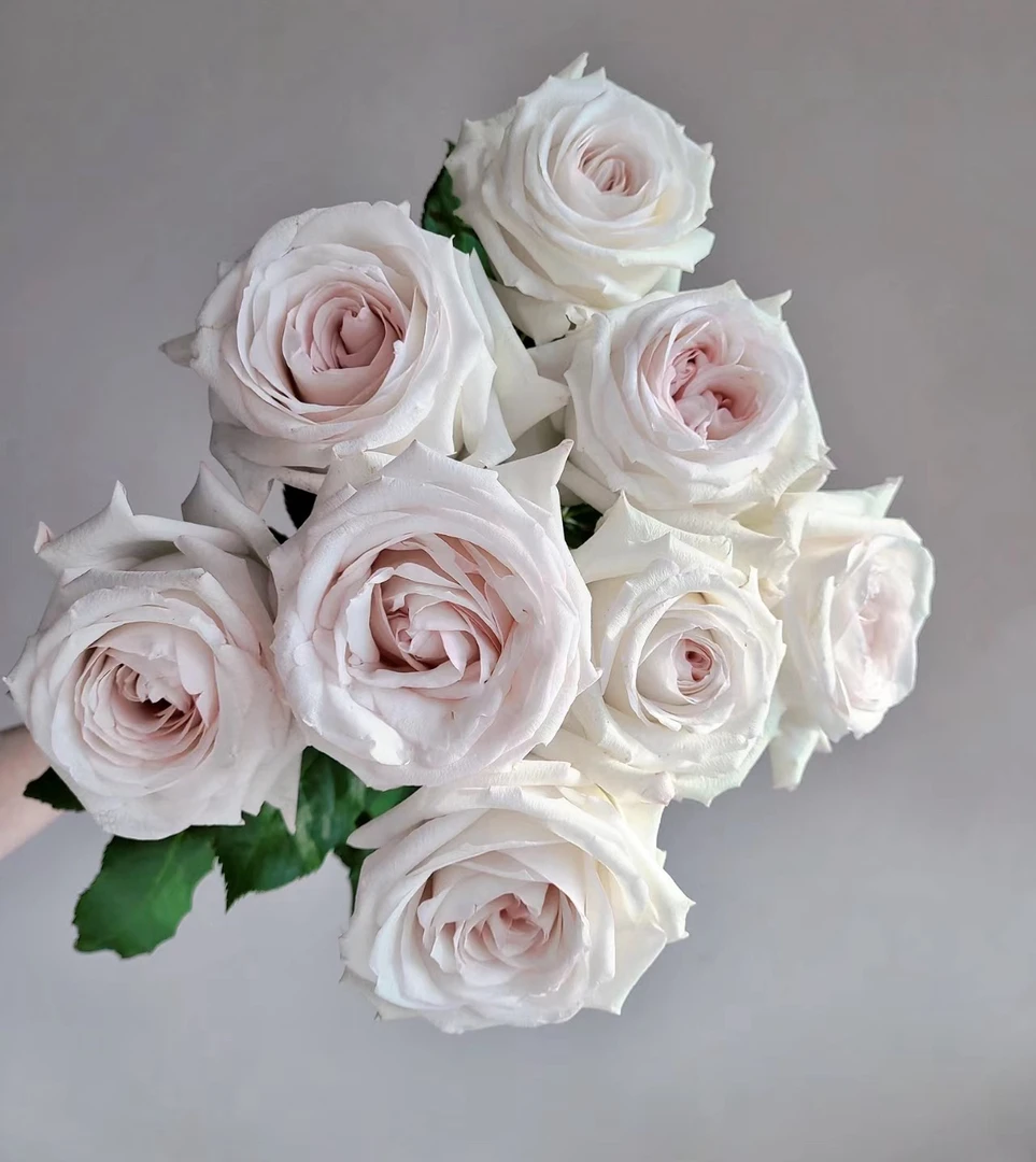 伊丽莎白玫瑰稀有鲜切花 云南基地直发 顺丰包邮