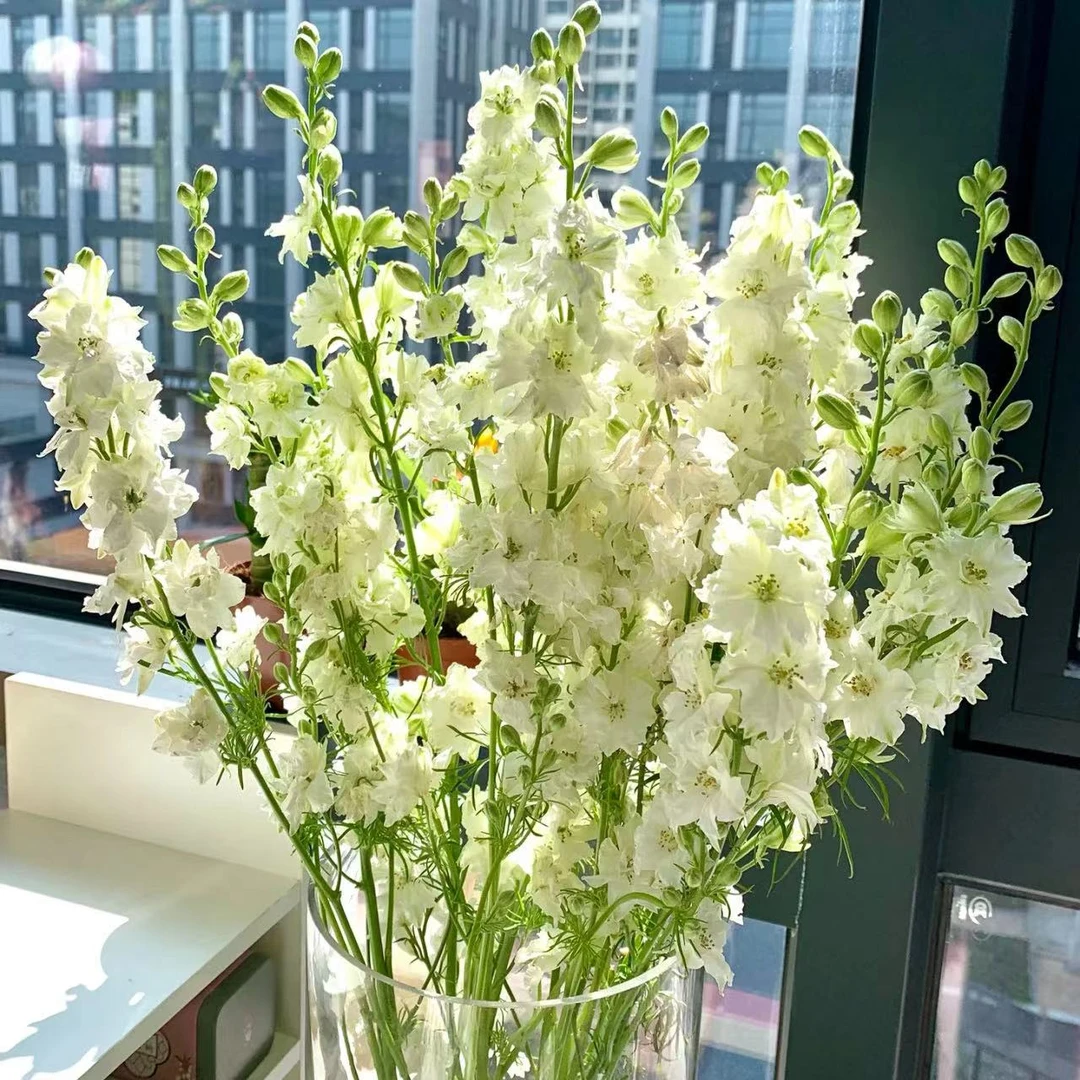 重瓣大飞燕鲜切花 云南基地直发 包邮