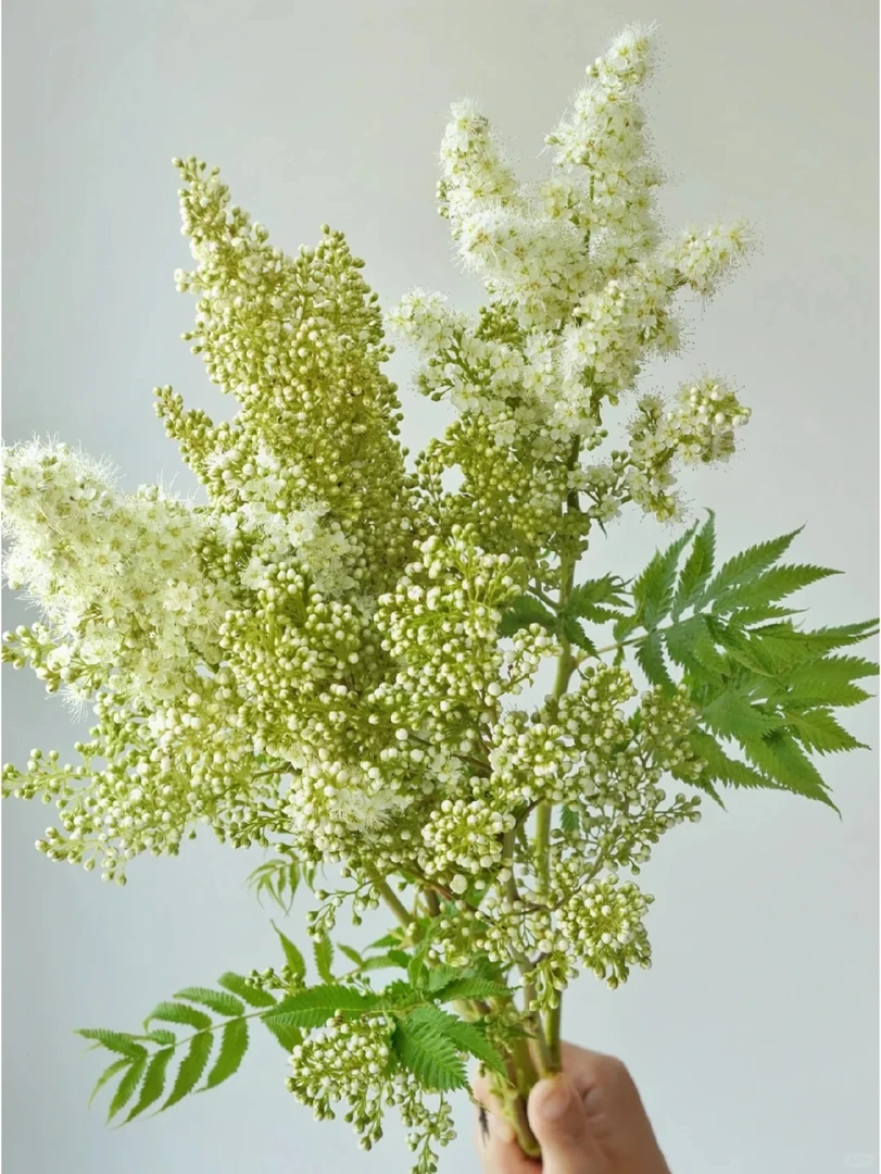 （配花）珍珠梅鲜切花瓶插水养观赏点缀 夏日花材超长花期 顺丰包邮