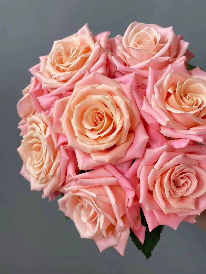 【丽江的花】品牌无土栽培猪小姐玫瑰鲜切花 云南基地直发 顺丰包邮