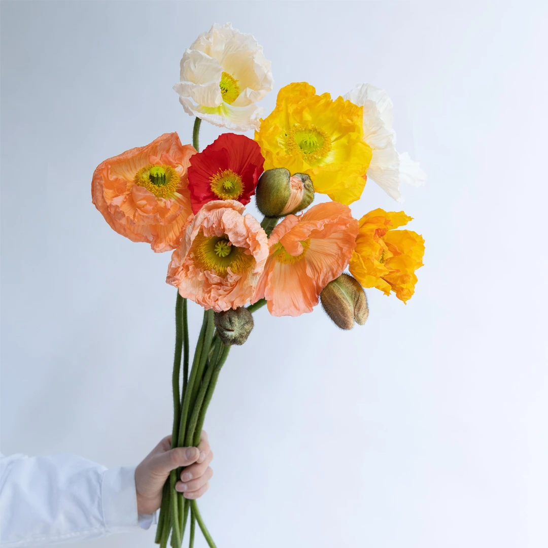 花落成诗虞美人鲜花各色 云南基地直发 空运包邮