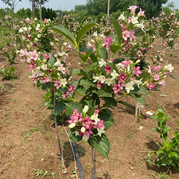 五彩锦带花树红王子锦带花盆栽庭院花卉耐寒耐旱庭院风景树