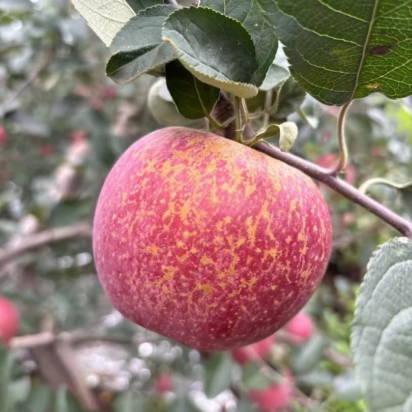 云南昭通红富士冰糖心丑苹果原生态自然生长自然成熟现摘现发