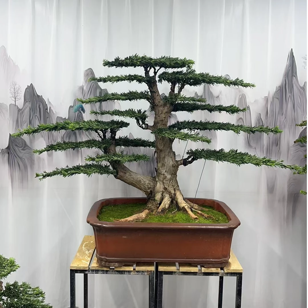 罗汉松盆景直播间一物一拍