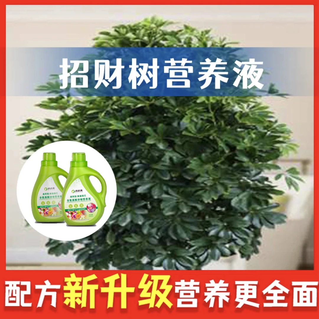 招财树发财树摇钱树肥料专用营养液黄叶鸭脚木鸭掌木急救烂根黄叶