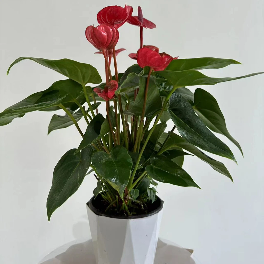 【红掌小娇-120土培】鸿运当头四季开花4-6朵花3株苗原土白盆发货