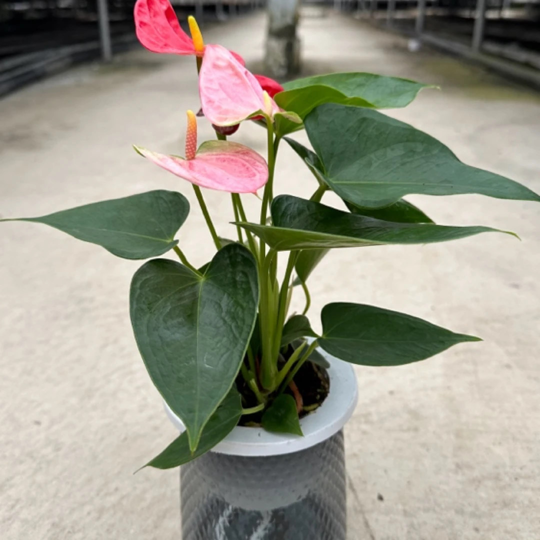 【混色彩掌甜梦+红斑90吸水杯】进口火鹤2株3-4花原盆带吸水盆发货