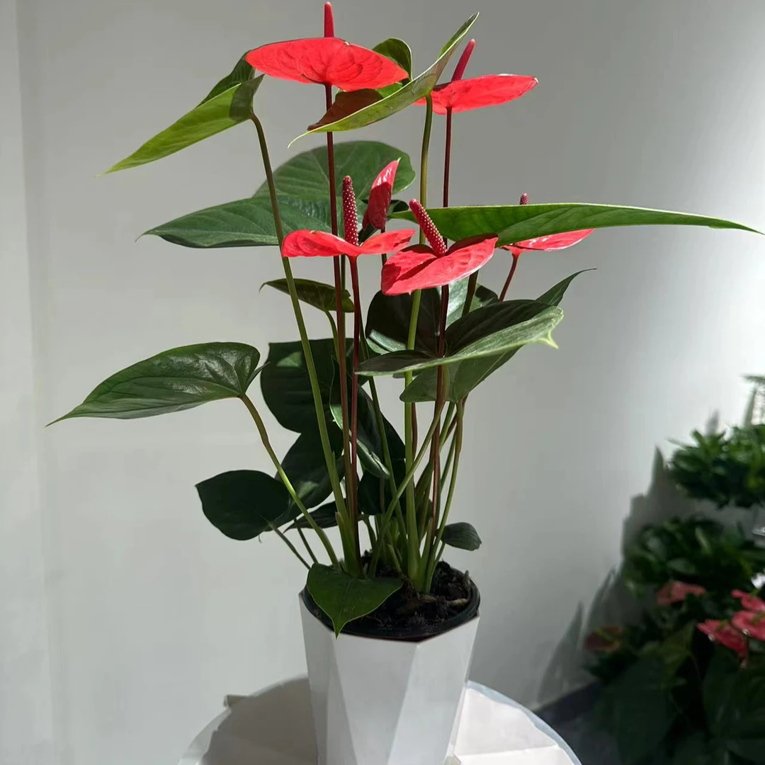 【红掌卡萨诺瓦-120杯】火鹤红烛四季开花4-6朵花3株原土带盆发货