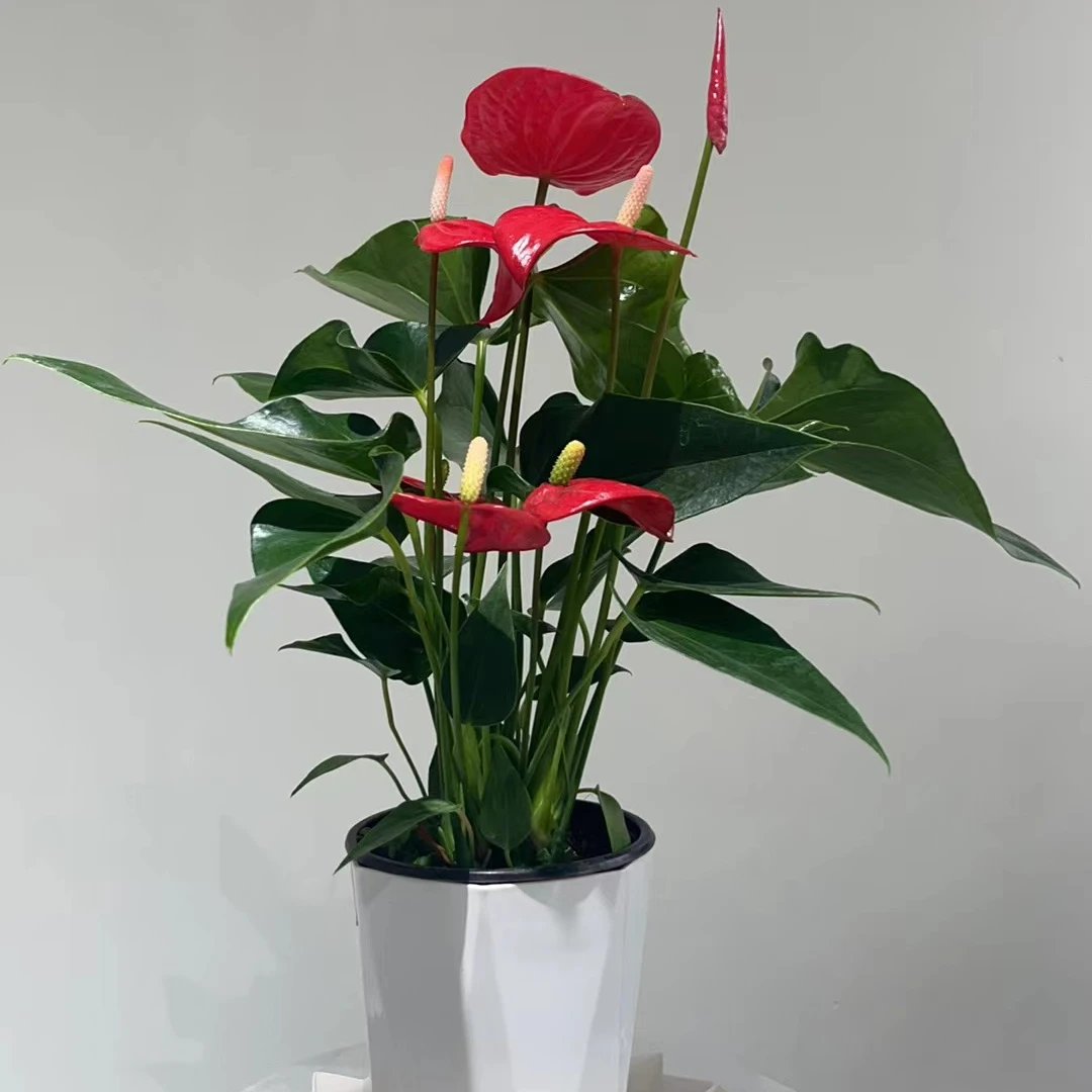 特级【红掌菲丽西塔-120杯吸水盆-8-10花】50-55cm鸿运当头四季开花