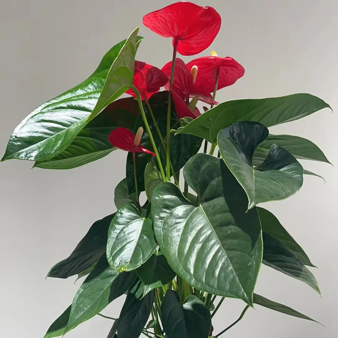 【红掌特伦萨-150杯】鸿运当头四季开花4-6朵花3株苗原盆原土发货