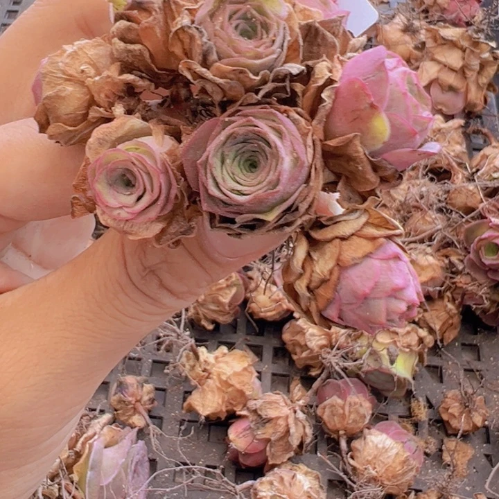 ?***虾多肉植物。 烬如霜杂55
