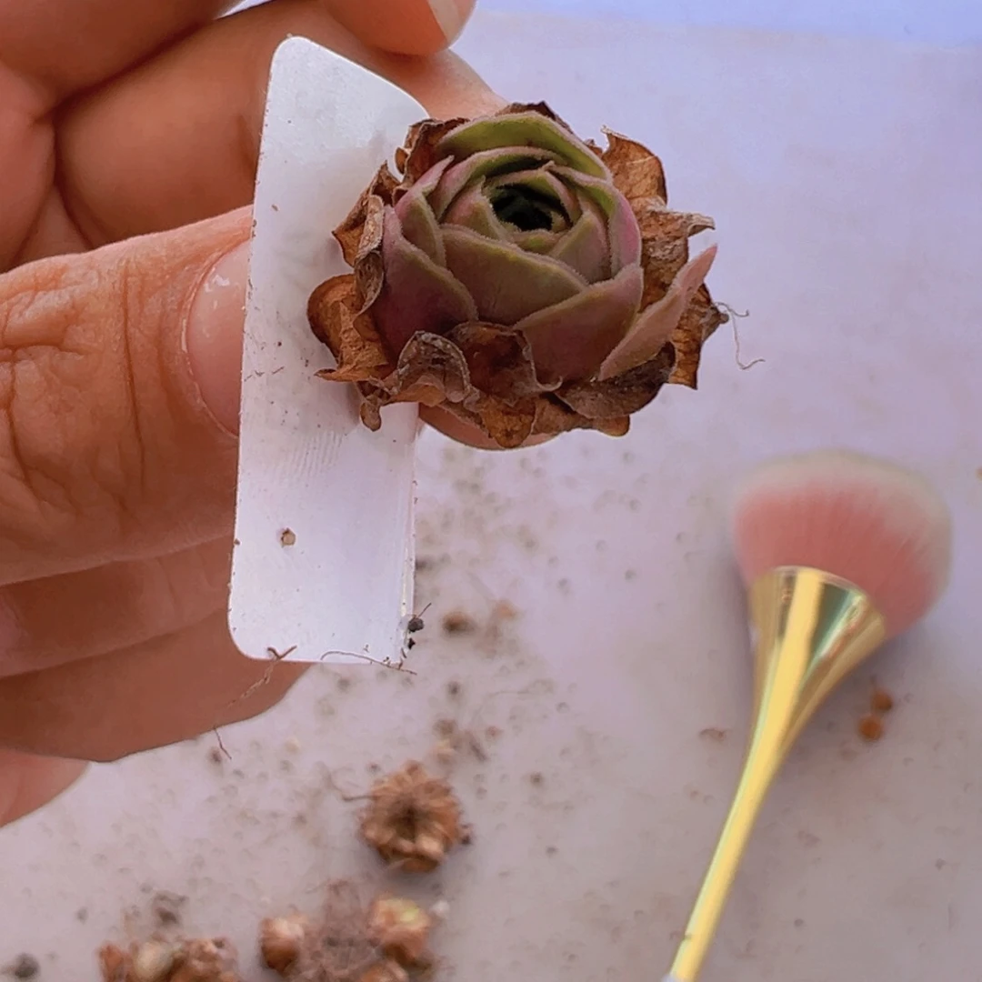 多肉植物绝色杂交。侧芽一个60