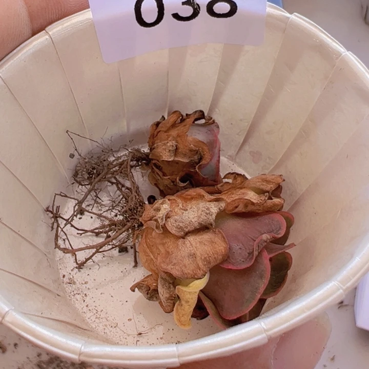 松*?多肉植物绝色紫莜38