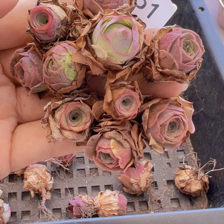 @****?多肉植物的帕美各种杂交61