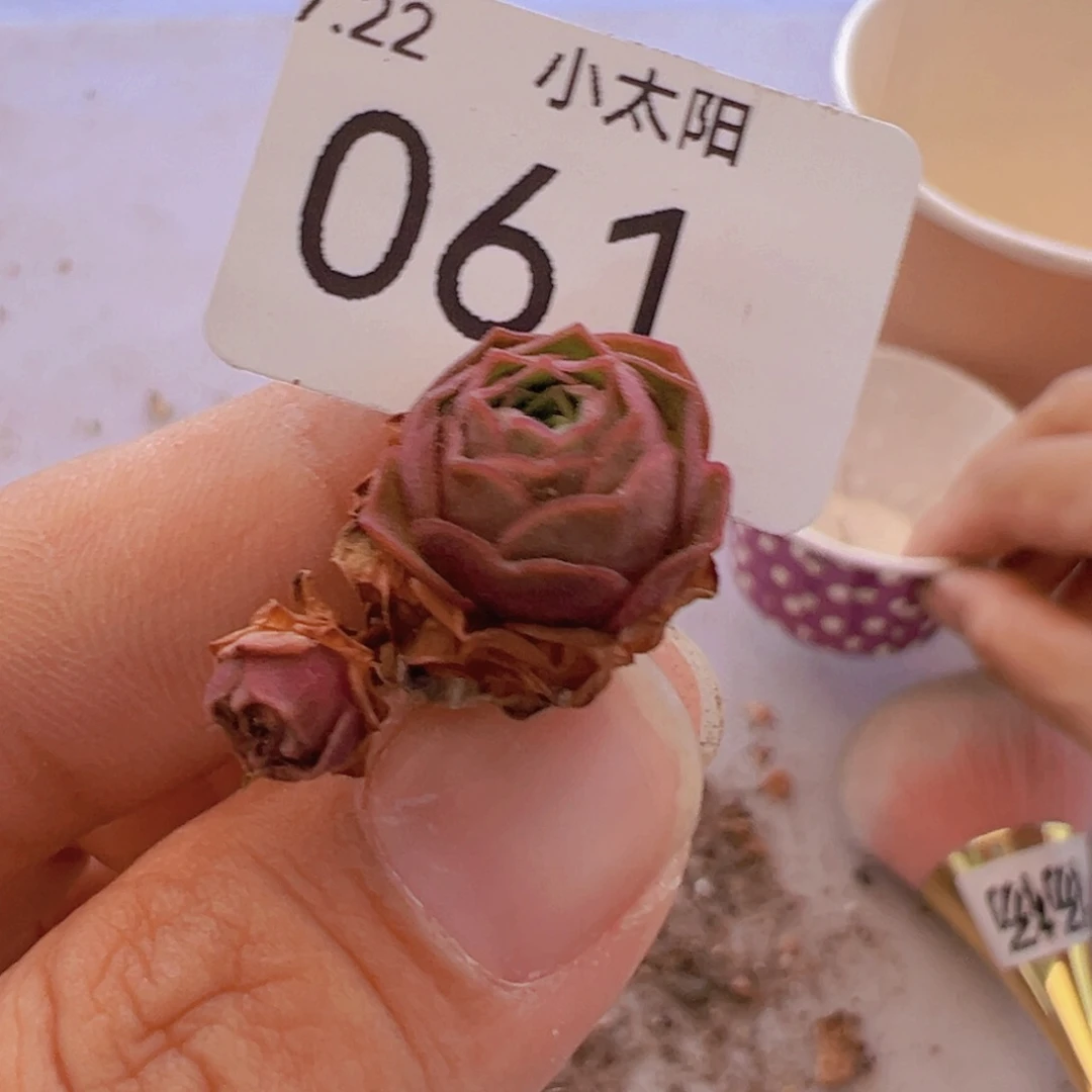 多肉绝色杂交毛绒紫莜61