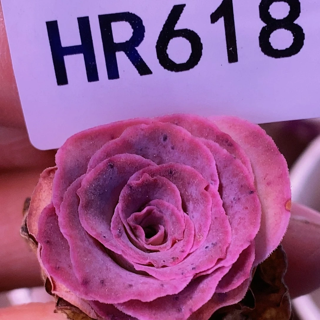 HR618不知名福利