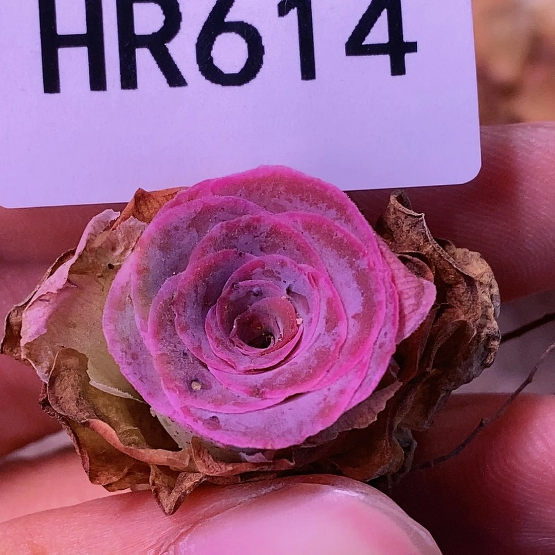 HR614不知名福利