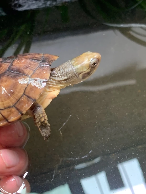 纯种石金钱龟活体观赏龟南石金钱龟小乌龟宠物龟苗养殖