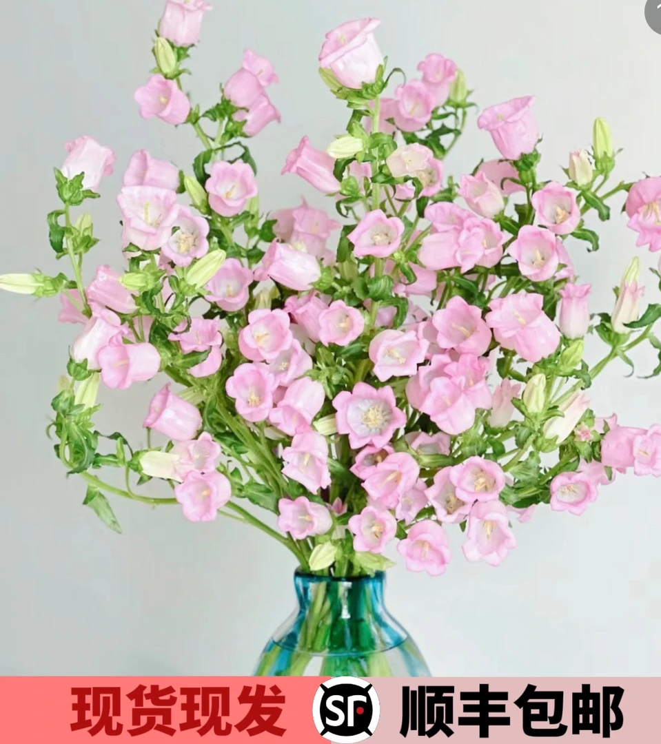 风铃花鲜切花家用室内水养真花插瓶小清新花束鲜花花卉鲜花花束