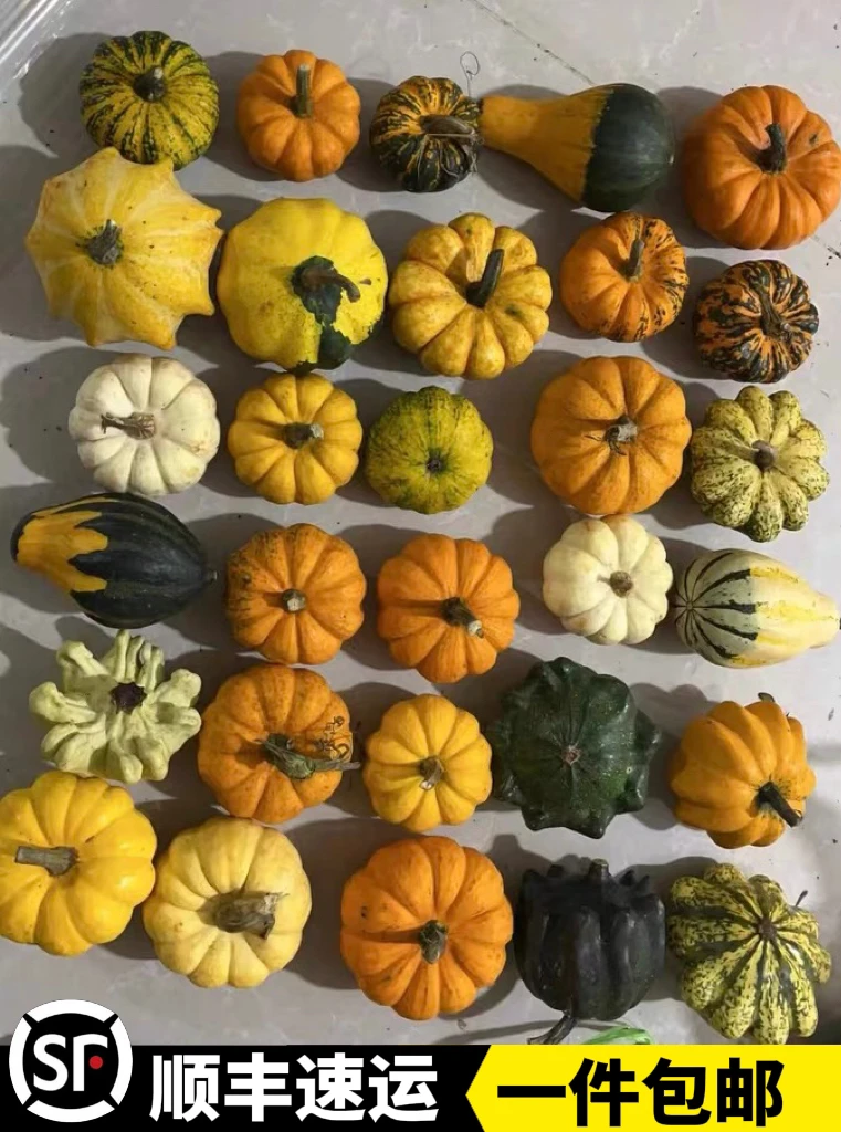 私人订制摆件彩色五颜六色七彩南瓜摆件小南瓜迷你