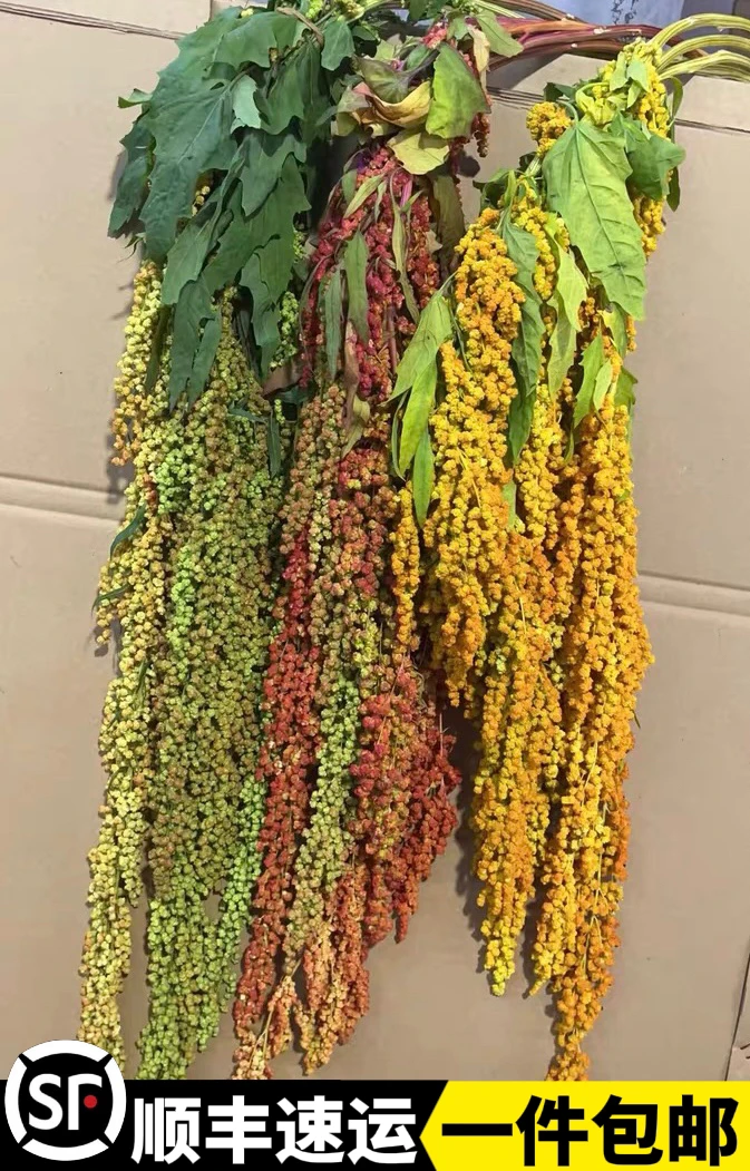 吊米花鲜花柔丝红色柔丽丝鲜切花室内新鲜插花绿色情人泪鲜切枝