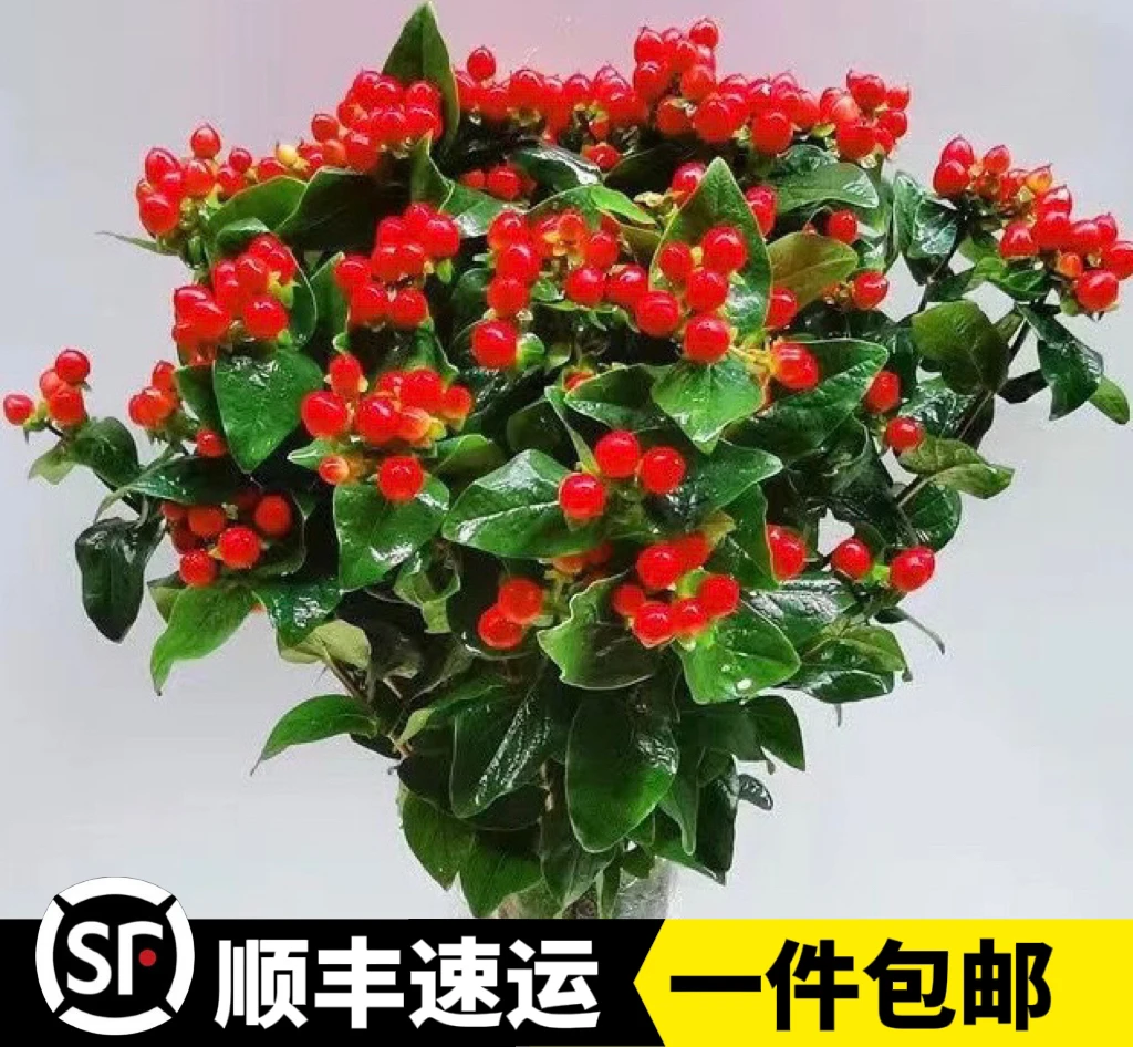 云南昆明基地直发红豆相思豆鲜花相思豆家用新鲜水养室内客厅鲜花