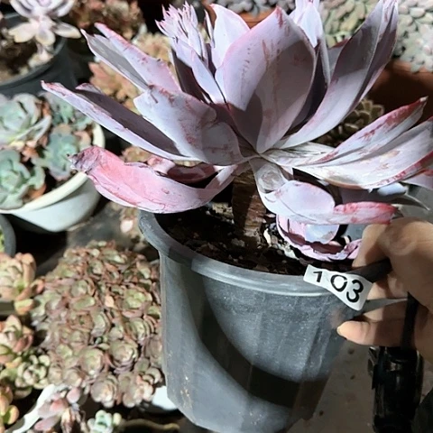 一物一拍晚霞103