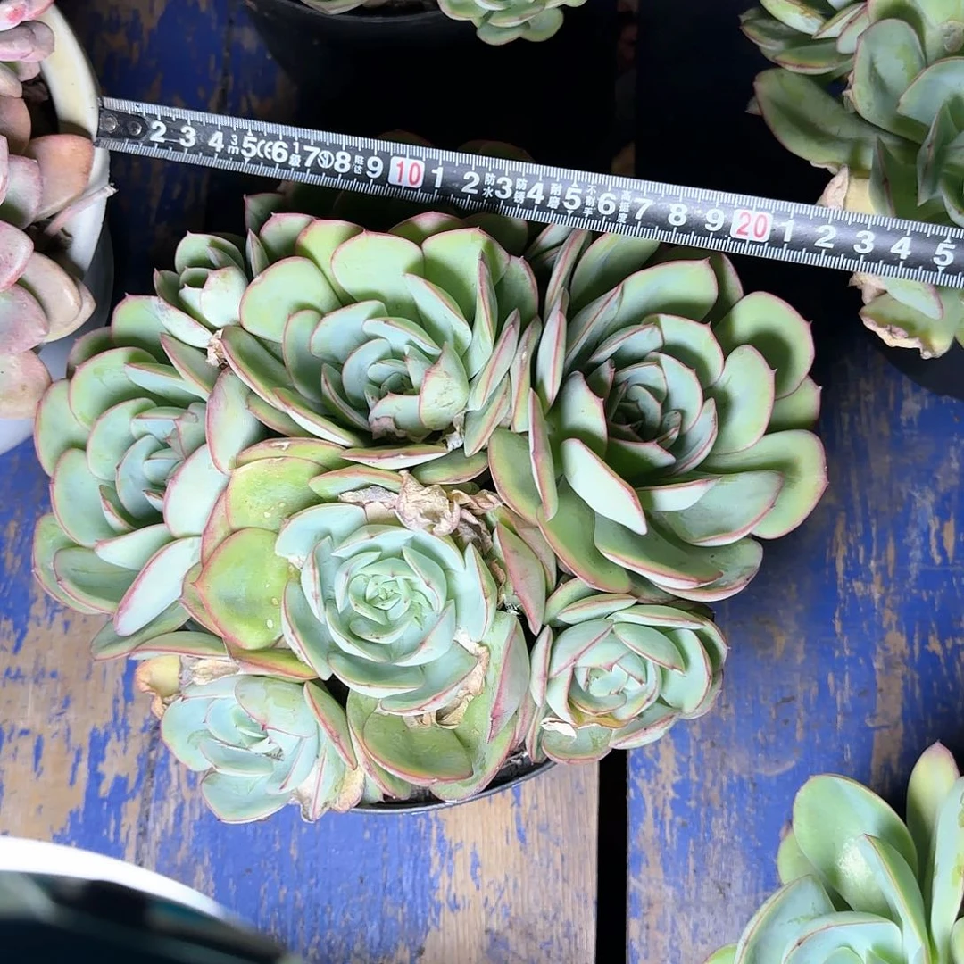 一物一拍牡丹亭519