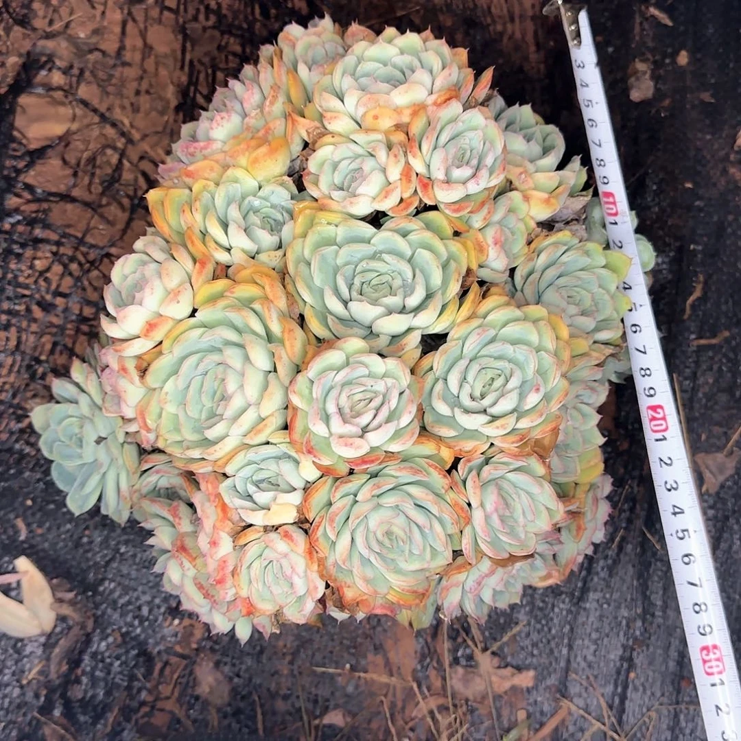 一物一拍月影杂草莓冰136