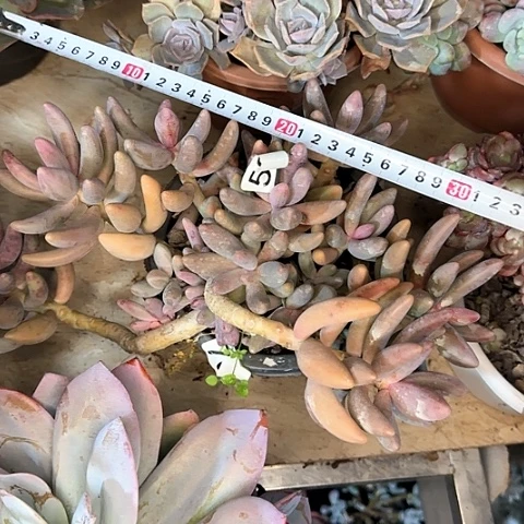 一物一拍红手指064