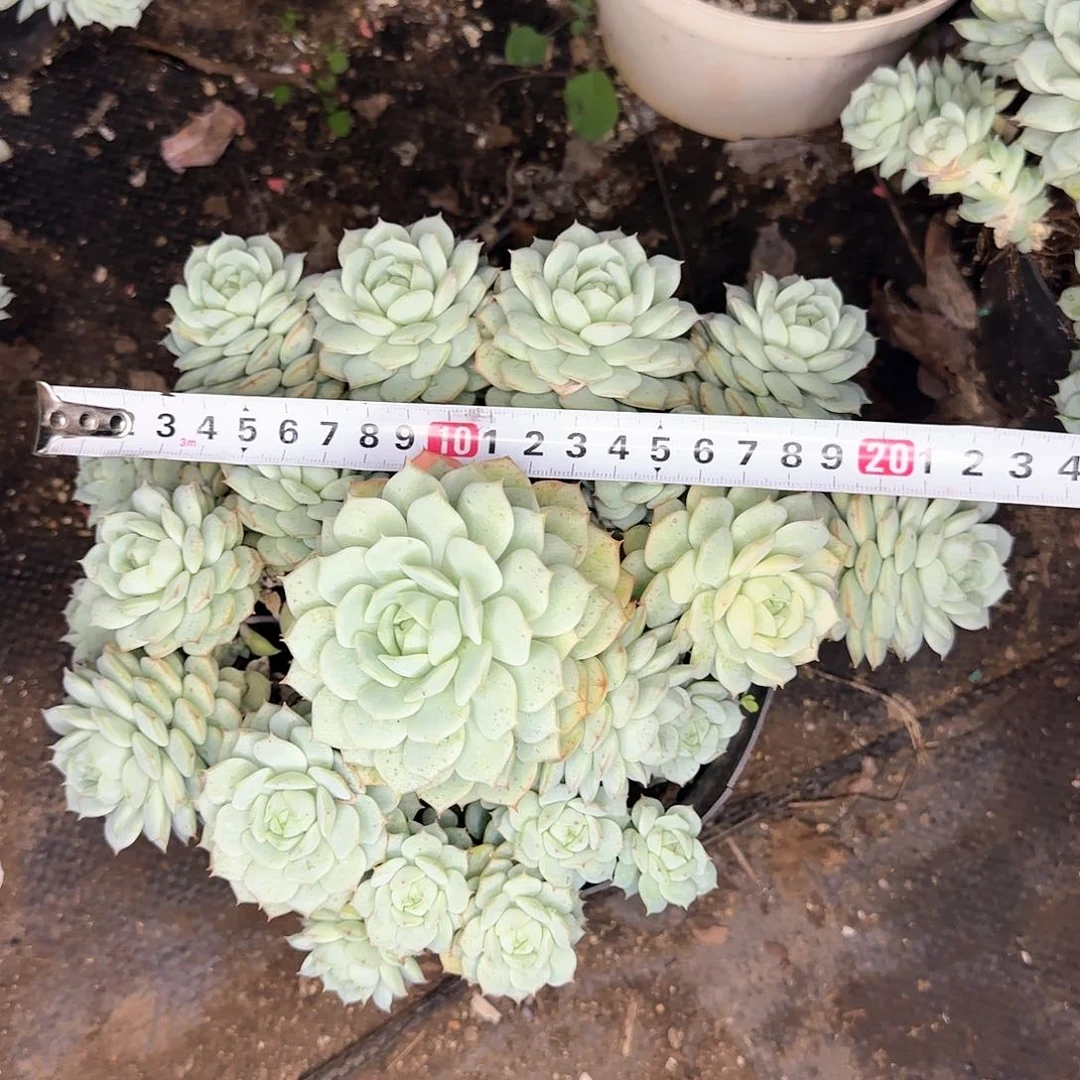 一物一拍老船长140