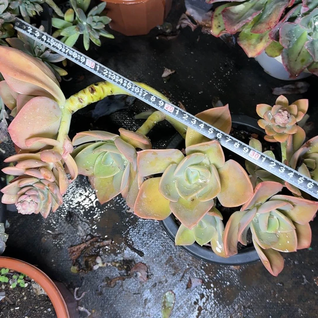 一物一拍鹤士564