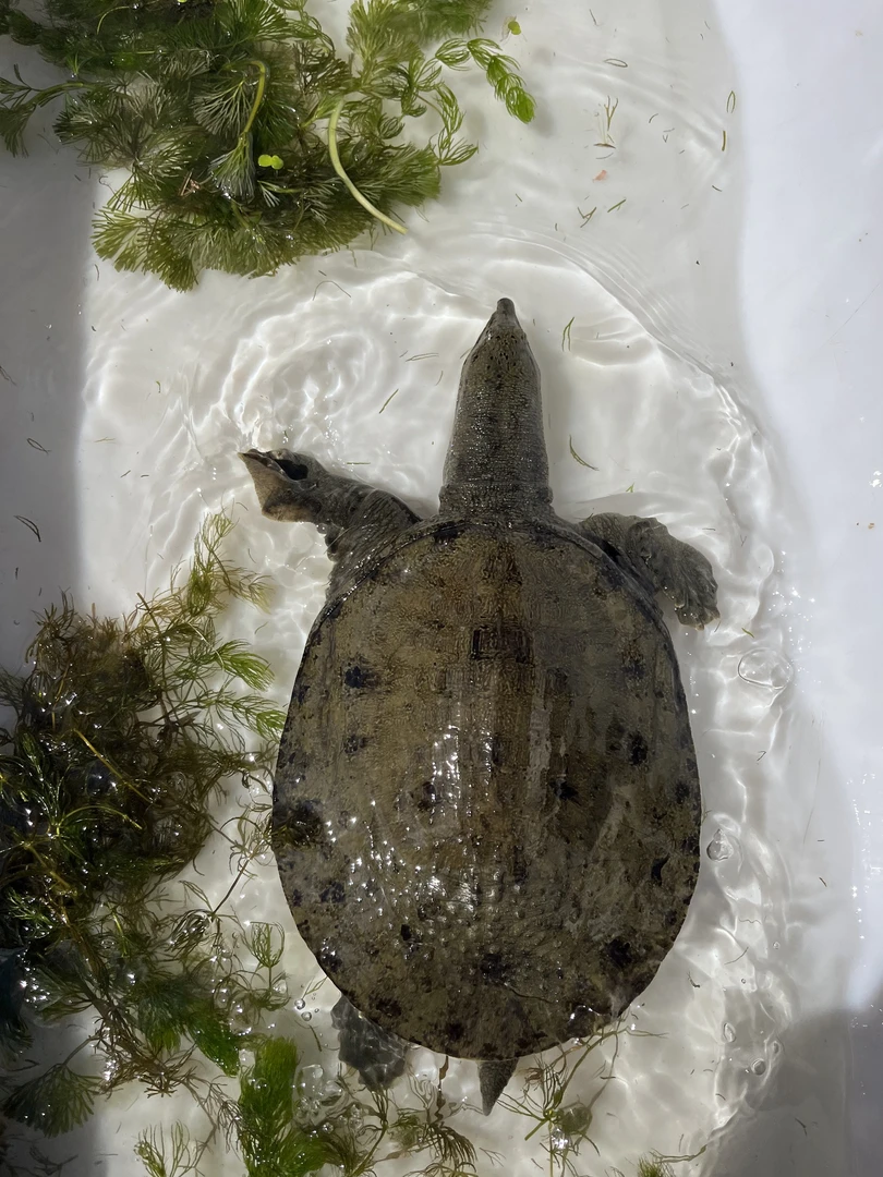 杨哥甲鱼包野生 我经常买 大家放心