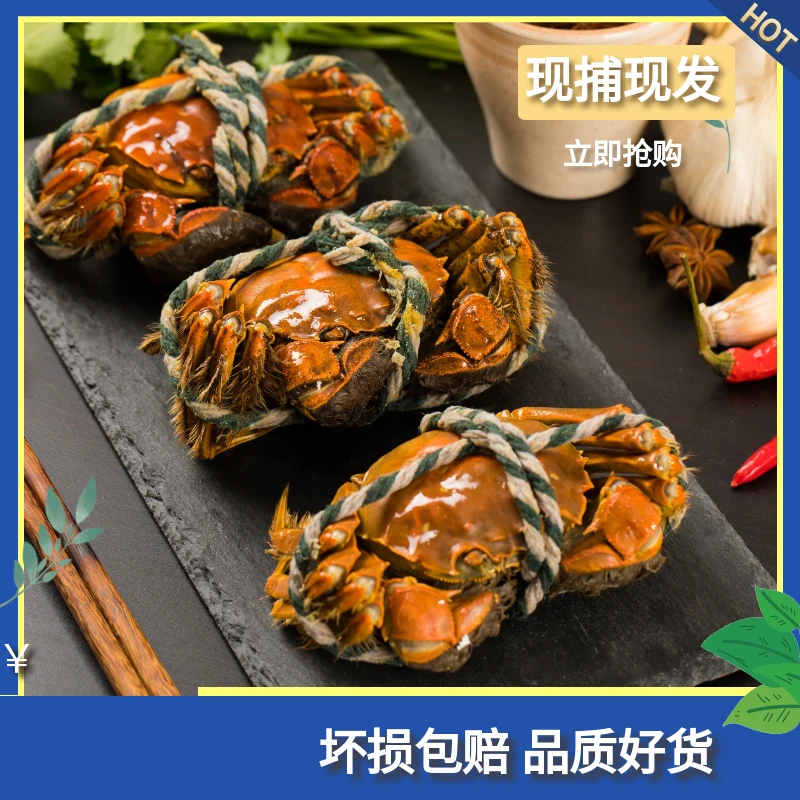 【活蟹直发】兴化大闸蟹1.8-2.1两纯母蟹 共10只 鲜活母蟹精品成蟹