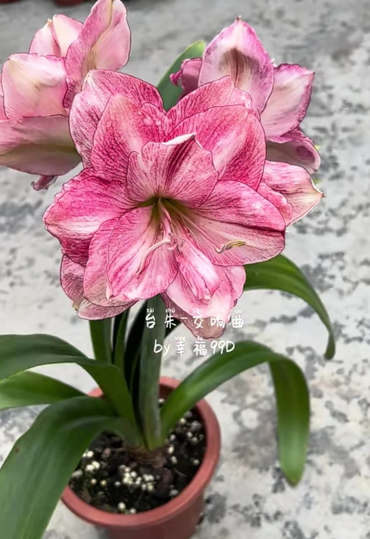 菲林花间 重瓣朱顶红 交响曲2+小苗