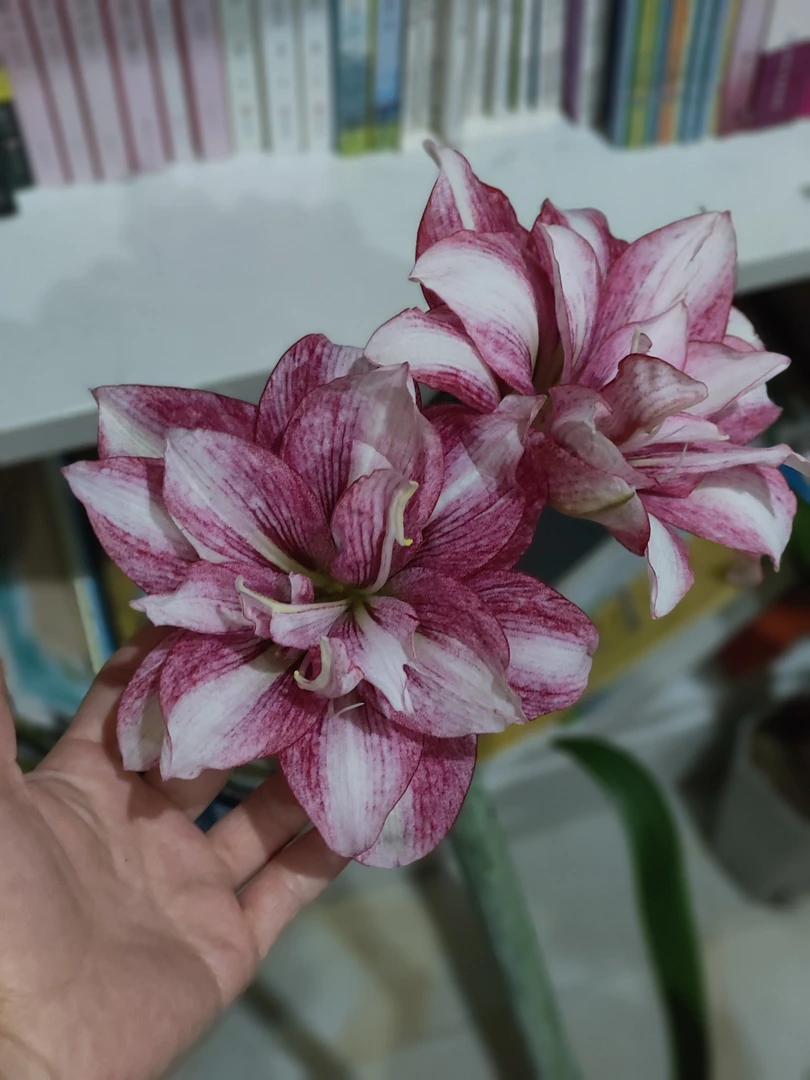 菲林花间 台湾朱顶红 紫艳4+厘米球苗