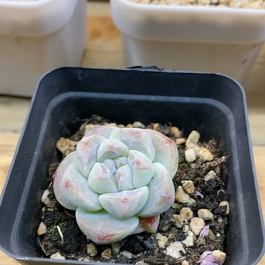 尚玺多肉7号冰玉老桩