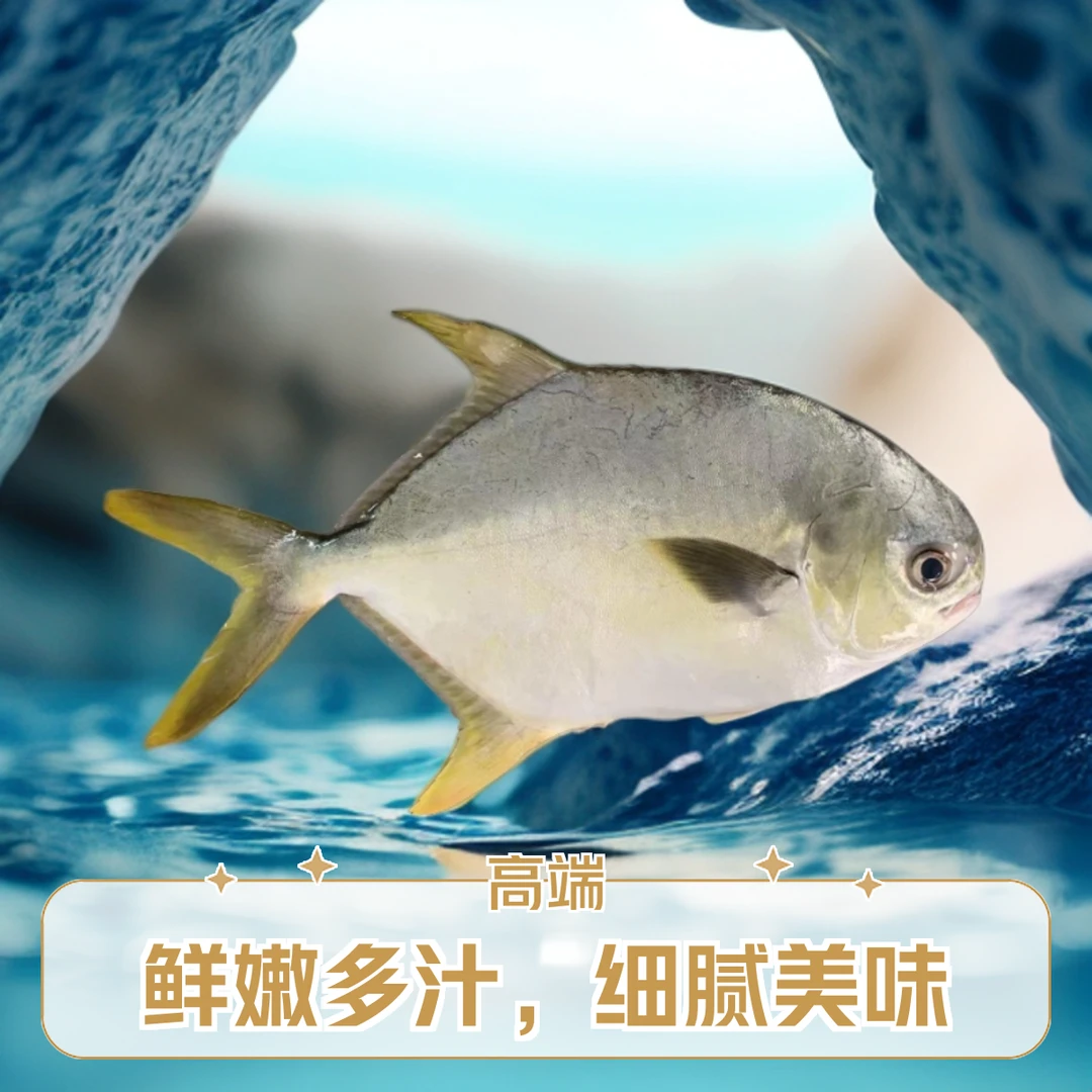 湛江渔船海钓优质金鲳鱼肉质鲜嫩清蒸红烧香煎美味老少皆宜营养