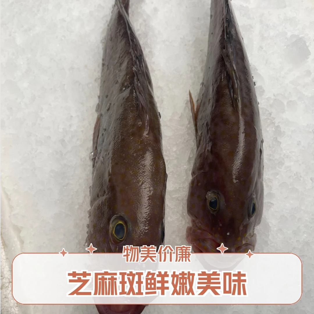 湛江手钓芝麻斑，肉质鲜甜，口感鲜嫩