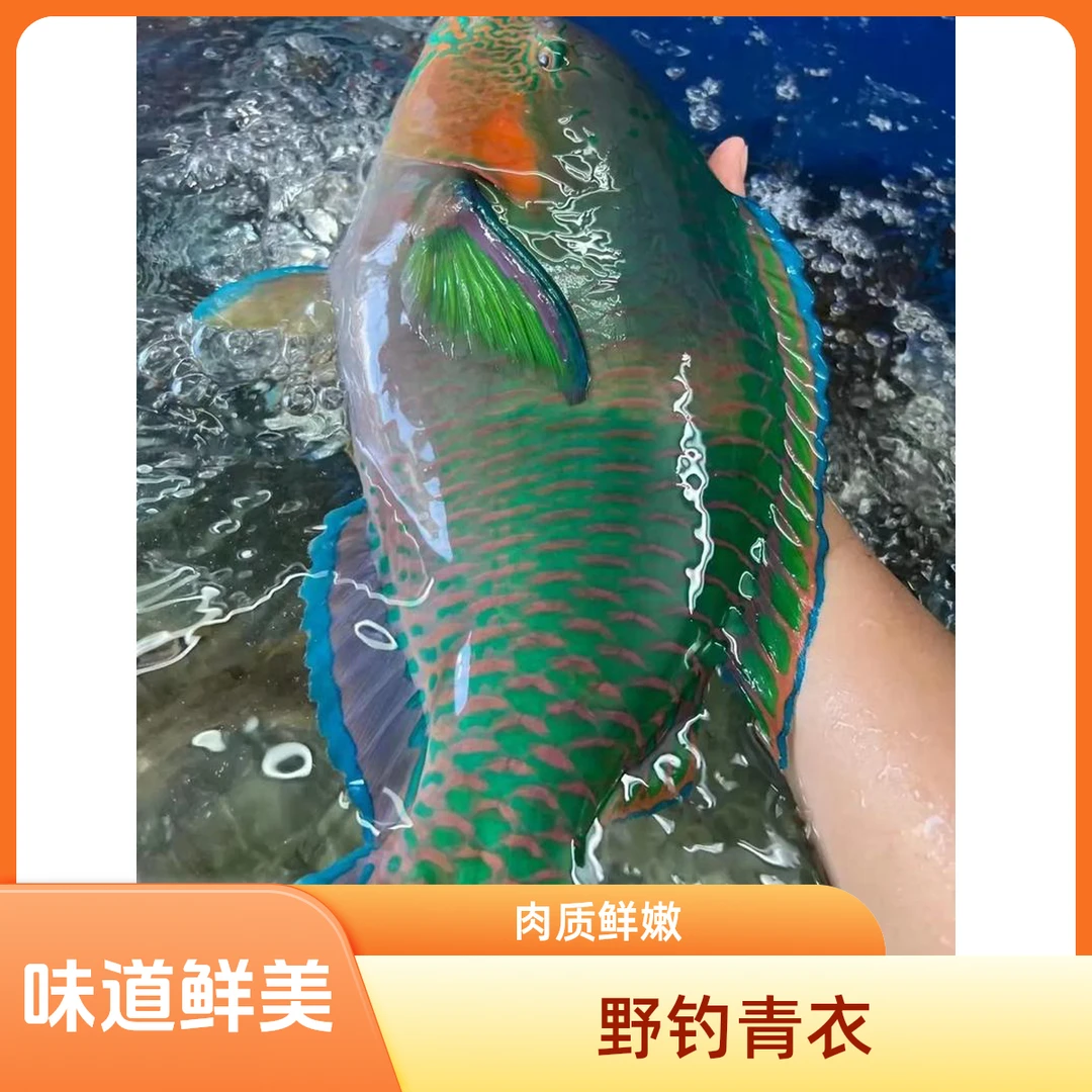海南野钓网捕深海青衣鱼味道鲜美红烧清蒸冷链运输地区