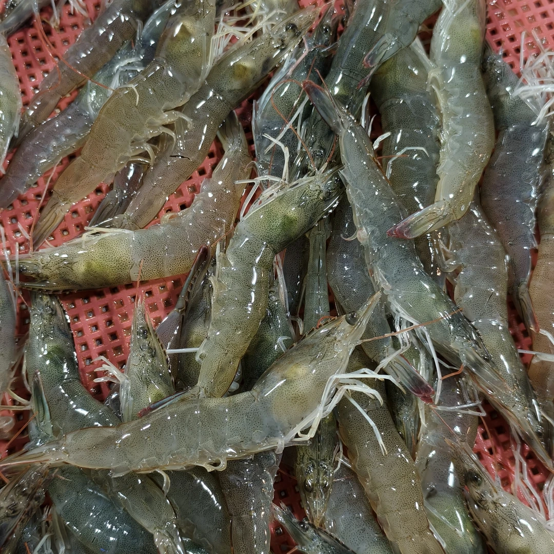 大明虾鲜活肉质鲜甜紧实优质大明虾精品