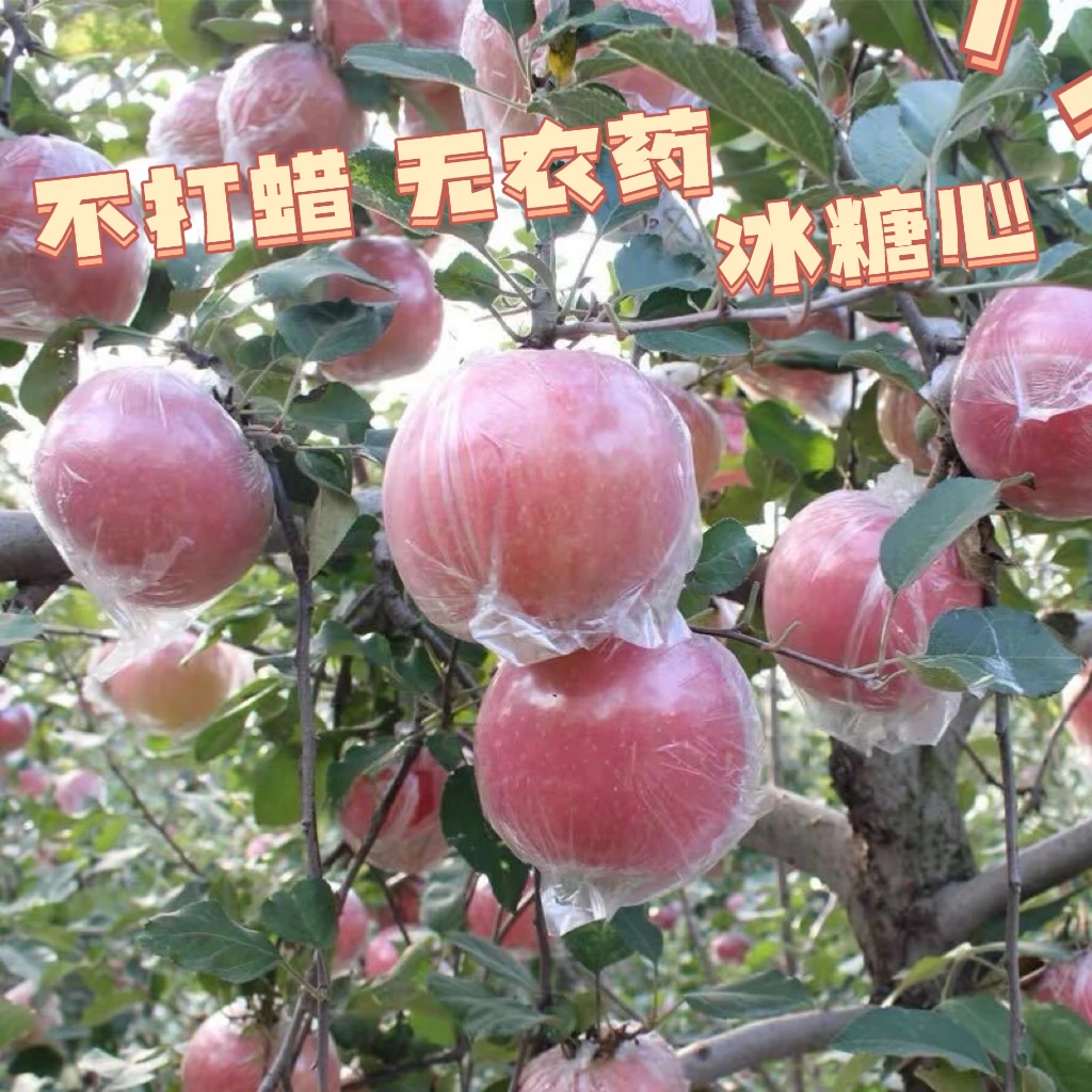 【现摘现发】19.9元 净重5斤！陕西丑苹果 9~10个中果 口感脆甜-台风