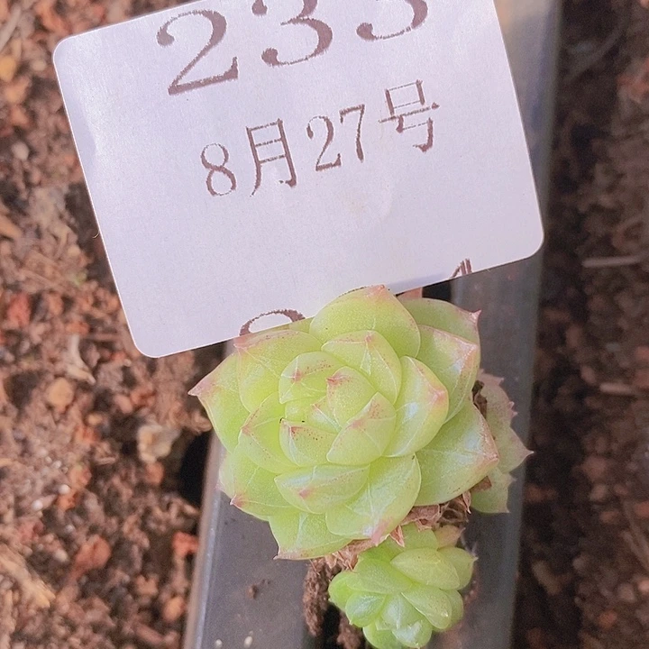 【闪购商品】云233